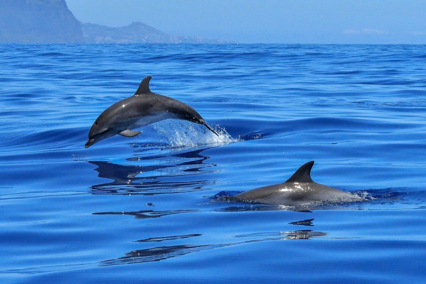 Ratownicy uratowali parę delfinów. Płynęły wprost na brzeg...