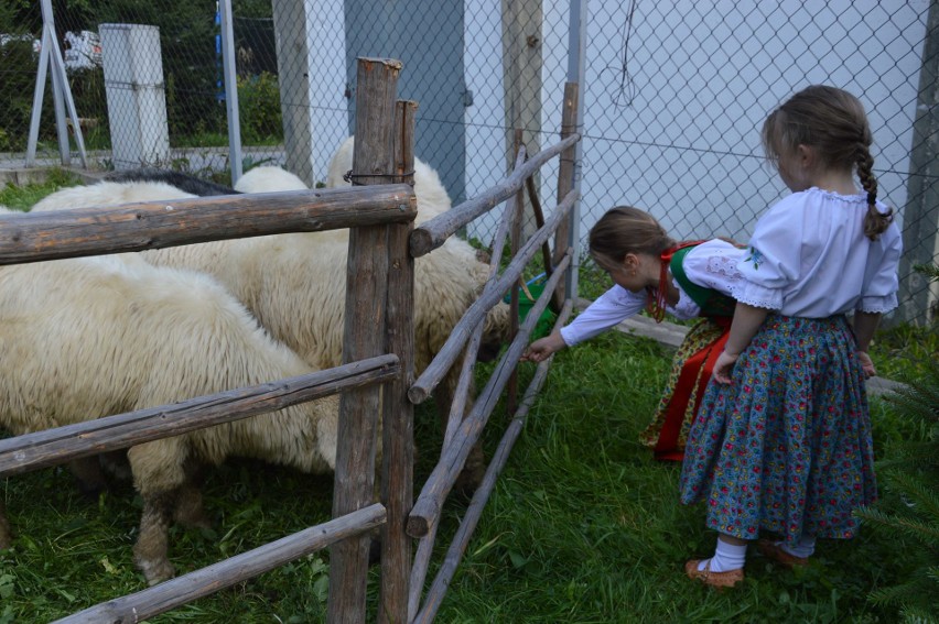 Kościelisko. Górale bawili się na osodzie w polanach [ZDJĘCIA]