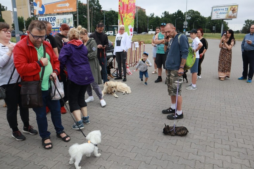 W Łodzi kolejka po czipy. Polski rekord czworonogów, którym wszczepiono pod skórę czip ze znacznikiem