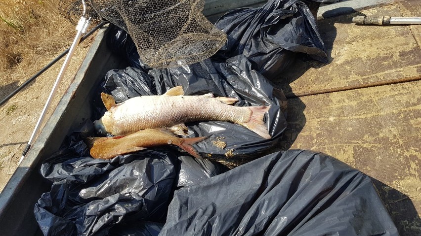 Zbiórka martwych ryb w gminie Krosno Odrzańskie