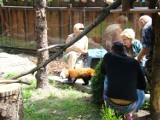 Zoo w Chorzowie ma nowych lokatorów. To bliźniaki pandy czerwonej [ZDJĘCIA]