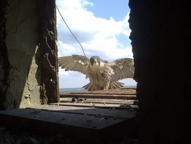 Sokół właśnie wraca do gniazda na 120-metrowym kominie głogowskiej huty. Zdjęcie wykonane zostało dzięki zamontowanemu przy gnieździe lustru weneckiemu