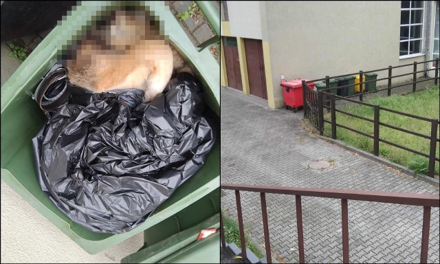 Ktoś wyrzucił martwego psa do zielonego pojemnika na odpady, który znajduje się przy budynku Wydziału Medycyny Weterynaryjnej, Uniwersytetu Przyrodniczego we Wrocławiu. W okolicy, jak informuje czytelnik wyczuwalna jest charakterystyczna, gryząca woń.