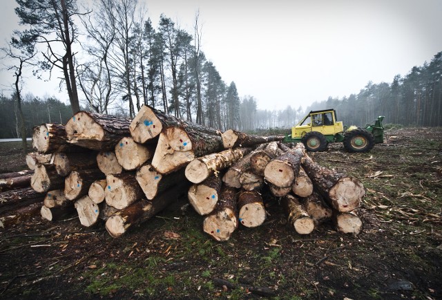 - W pobliżu Karnieszewic, gdzie ma być jeden z węzłów drogowych, Lasy Państwowe przeprowadziły wycinkę drzew. Na pozostałych, prywatnych terenach, wykonawca sam się tym zajmie - wyjaśnia Mateusz Grzeszczuk.