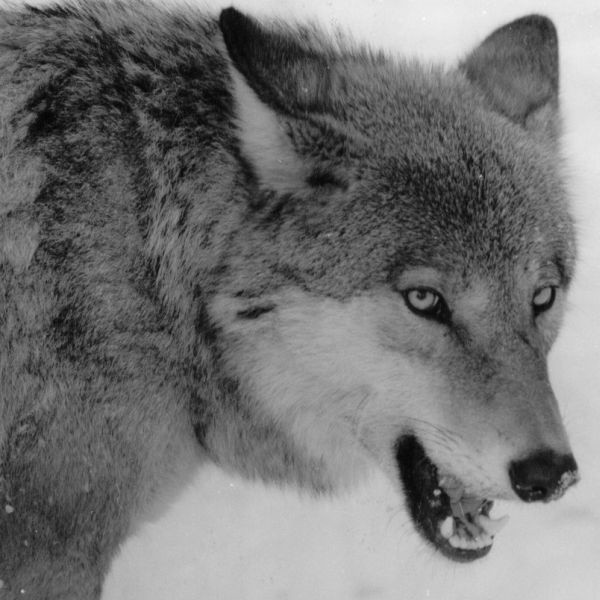 Wilki atakują, a ludzie mogą się temu tylko przyglądać. Bo od 12 lat wilki są w Polsce pod całoroczną ochroną.