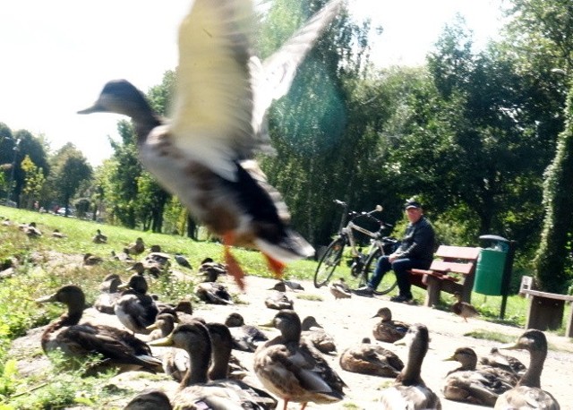 W parku Sulecha spotkać można kaczki i inne ptaki. Po rewitalizacji miejsce to ma się stać jeszcze bardziej atrakcyjne. Wypięknieją inne zielone miejsca w mieście