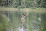 Setki zabitych piskląt kormoranów na wyspie na Jeziorze Tonowskim pod Żninem