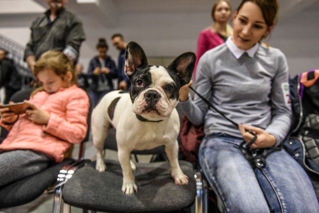 W weekend 17 oraz 18 listopada na Międzynarodowych Targach Poznańskich kilka tysięcy psów z ponad 260 ras zawalczy o tytuły najlepszych przedstawicieli swojej kategorii.Jakie rasy psów spotkasz w weekend na MTP? Sprawdź na kolejnych zdjęciach --->