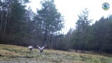 Wyjątkowe zjawisko w Świętokrzyskim Parku Narodowym. Fotopułapka uchwyciła taniec godowy żurawi