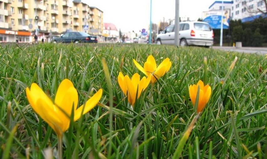 Nadchodzi wiosna! Na rondzie w centrum miasta zakwitły kwiaty (wideo, zdjęcia)