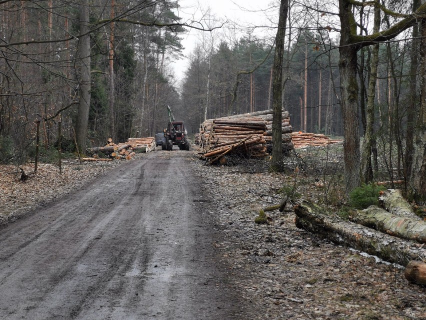 Trzebinia. Trwa wycinka Puszczy Dulowskiej. Ludzie nie odpuszczają i walczą o drzewa. Nie chcą Pustyni Dulowskiej [ZDJĘCIA] 