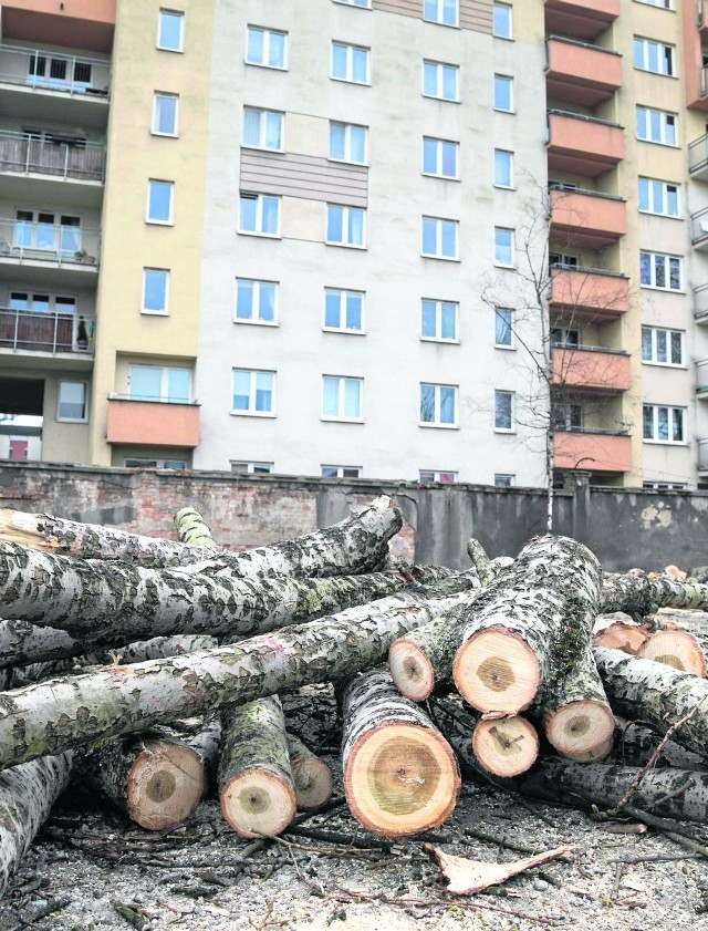 Tyle zostało z wyciętych drzew