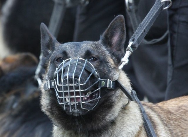 Policji pomoże specjalnie wyszkolony pies