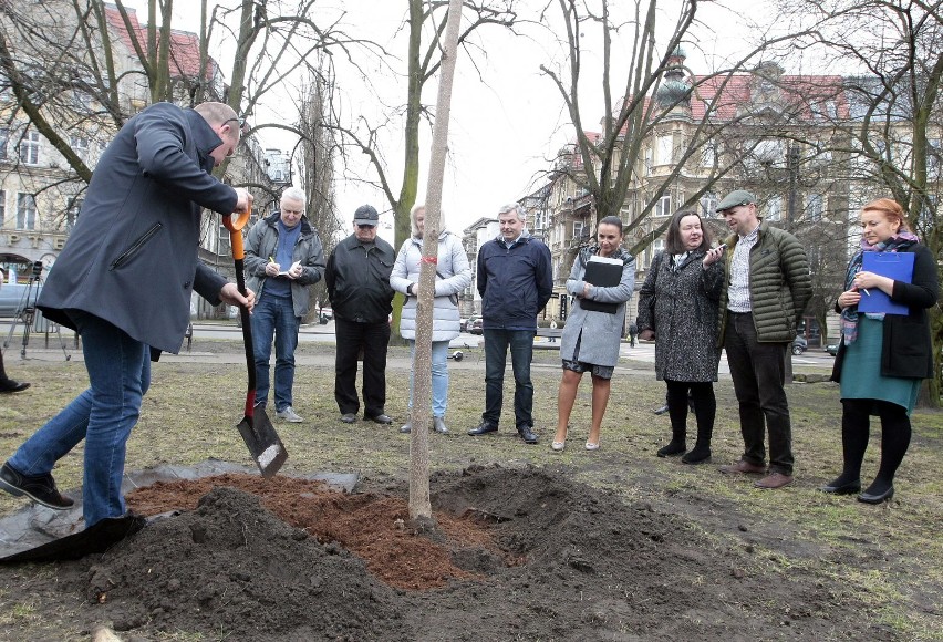 Piotr Krzystek posadził drzewo na placu Grunwaldzkim [ZDJĘCIA]