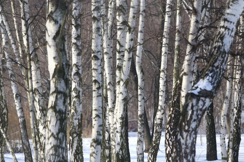 10. Olsztyn - 14 dni z opadami śniegu w sezonie zimowym...
