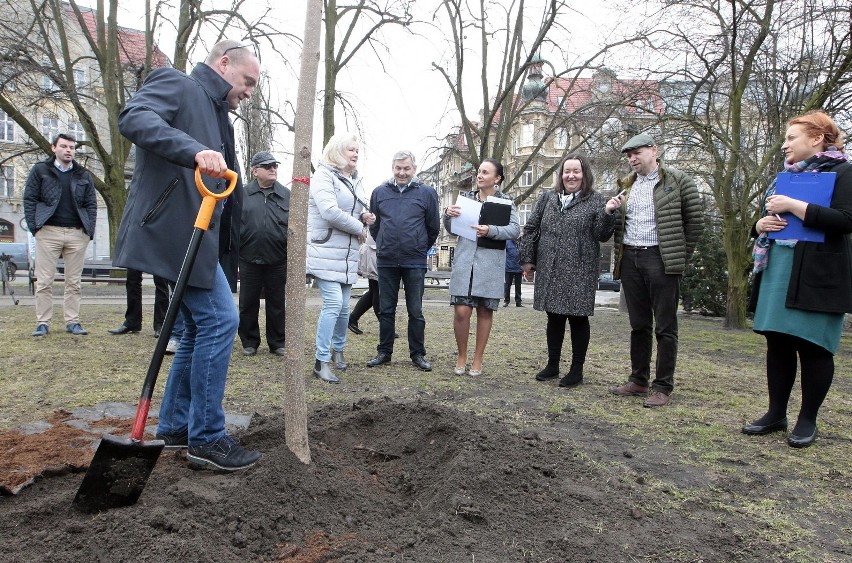 Piotr Krzystek posadził drzewo na placu Grunwaldzkim [ZDJĘCIA]