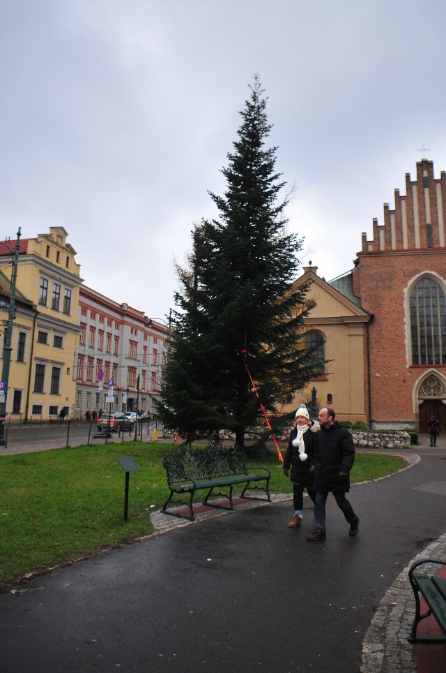 Choinka z Łabowej stoi już przy Oknie Papieskim