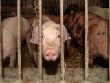 Jest 3. przypadek afrykańskiego pomoru świń w gospodarstwie
