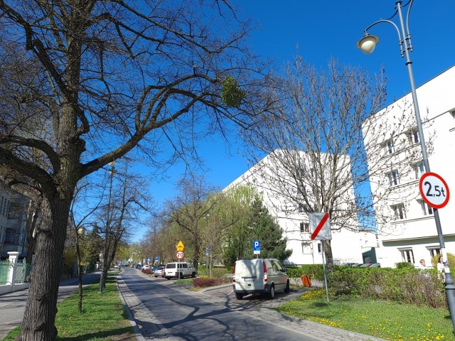 Jemioła na toruńskich drzewach i oczyszczony z niej już park Glazja