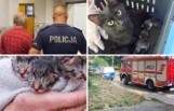 Dwoje mieszkańców Namysłowa topiło małe kotki w domowej toalecie. Jednego ze zwierzaków nie udało się uratować [ZDJĘCIA]