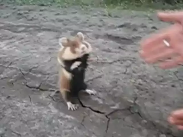 Evil Hamster (wideo). Dziki chomik atakuje