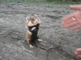 Evil Hamster (wideo). Dziki chomik atakuje (Rosja)! Zobacz