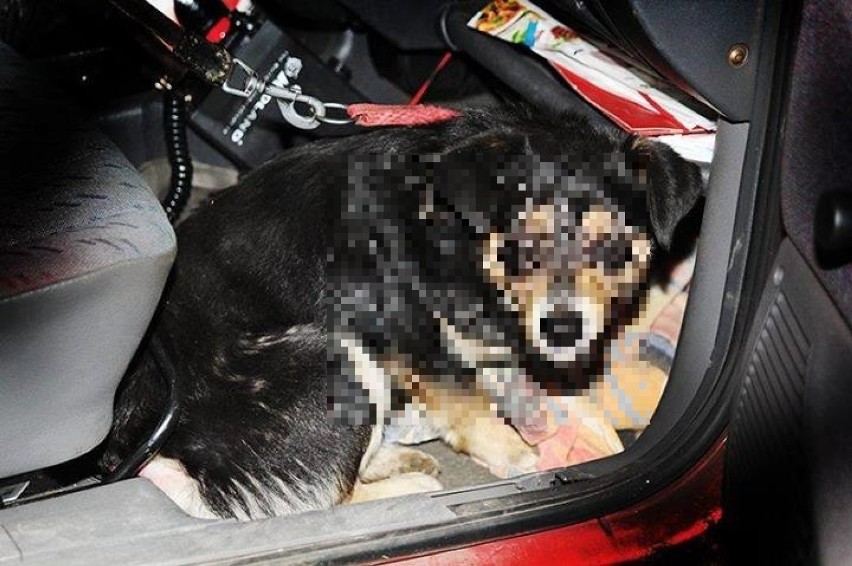 Ciężko ranny pies znaleziony w Pszczynie: To nie był gwałt [DRASTYCZNE ZDJĘCIA]
