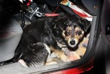 Ciężko ranny pies znaleziony w Pszczynie: To nie był gwałt [DRASTYCZNE ZDJĘCIA]