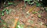 Tragedia w lesie: pień ścinanego drzewa zabił kobietę ZDJĘCIA