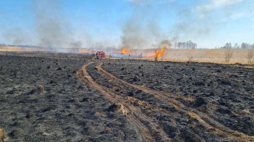 W ostatnich dwóch dniach strażacy gasili wiele pożarów traw...
