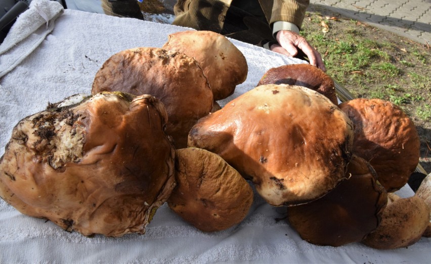 Pogoda sprzyja zbieraczom grzybów. Lasy w powiecie...