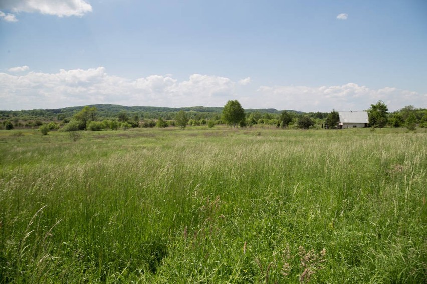 Łąki trzęślicowe w Skotnikach są unikatowe w skali Europy i...