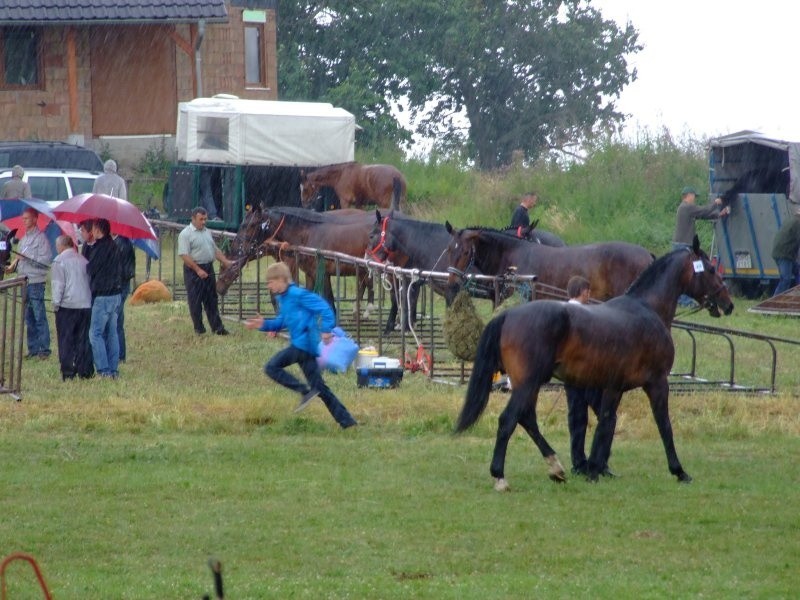 Przegląd koni w Porebie 2011...