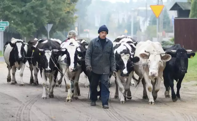 Dzień w dzień, rano i wieczorem, pan Henryk Drozda wraz z żoną Marią przepędzają 12 swoich krów przez ruchliwą drogę w Kolesinie.