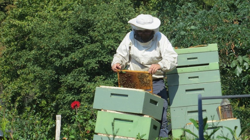 Posiadacze pszczół z obszaru zapowietrzonego muszą zgłosić...