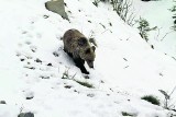 Tatry: TPN zdradził gdzie śpią tatrzańskie niedźwiedzie