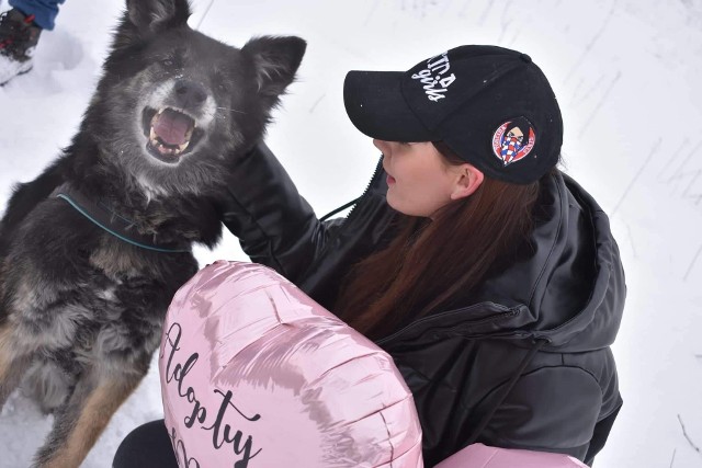 14.02.2021. Finał akcji Torcida Girls "Zakochaj się w psiaku IV".   Zobacz kolejne zdjęcia. Przesuwaj zdjęcia w prawo - naciśnij strzałkę lub przycisk NASTĘPNE