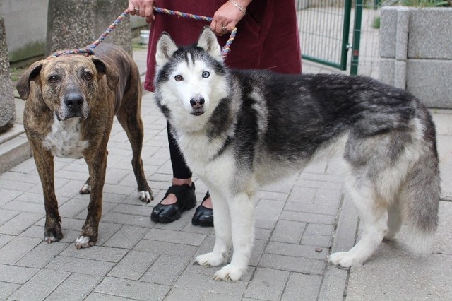 Tylko w maju do schroniska dla bezdomnych zwierząt przy ul. Marmurowej trafiło kilka par dorosłych psów, które zostały osierocone przez swoich opiekunów. Ich los jest raczej przesądzony. Za kratami mogą spędzić resztę życia.