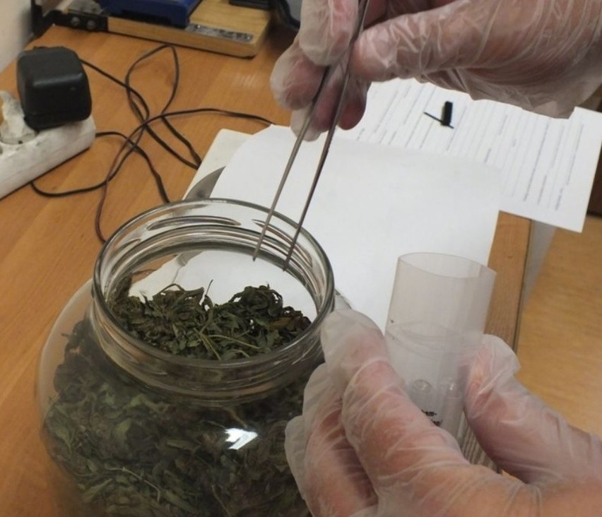 Trzej mieszkańcy Wołczyna mieli ponad cztery kilogramy marihuany