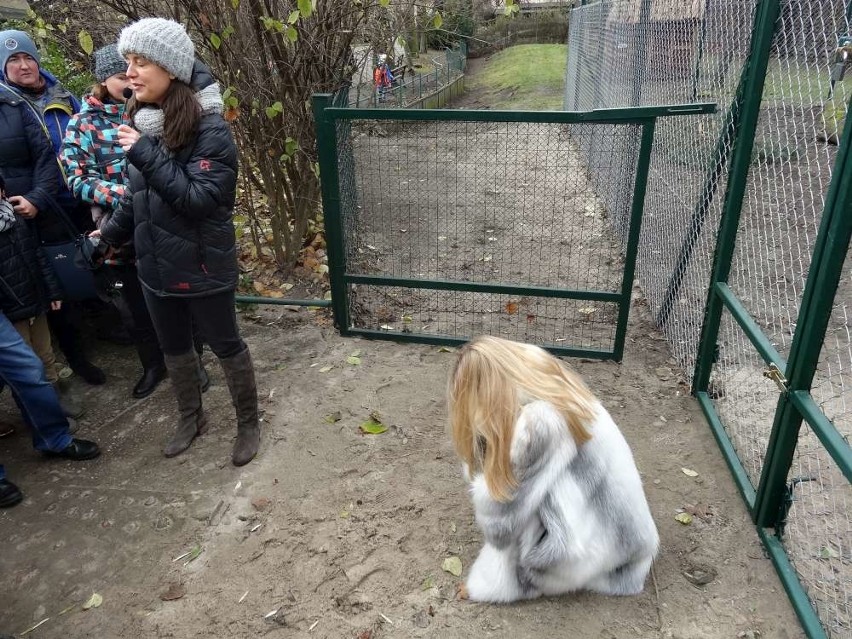 Stare zoo w Poznaniu: Cyryl i Ferdynand znaleźli nowy dom