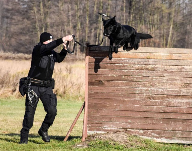 Kanton to owczarek niemiecki, który służy w krośnieńskiej policji.