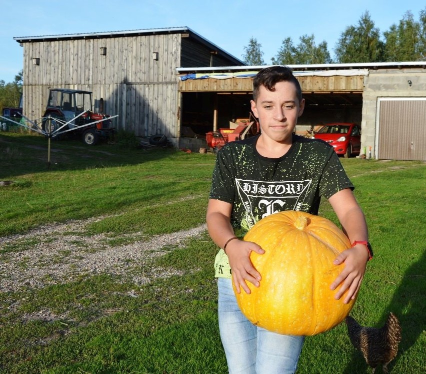 Dyniowy debiut Błażeja spod Bytowa. Wyhodował piękne okazy "kaszubskiej bani" (zdjęcia)