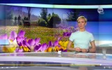 Krokusy 2021. Muszyńskie ogrody zmysłów są już znane w całej Polsce. Pola krokusowe pokazali w Faktach TVN [zdjęcia]