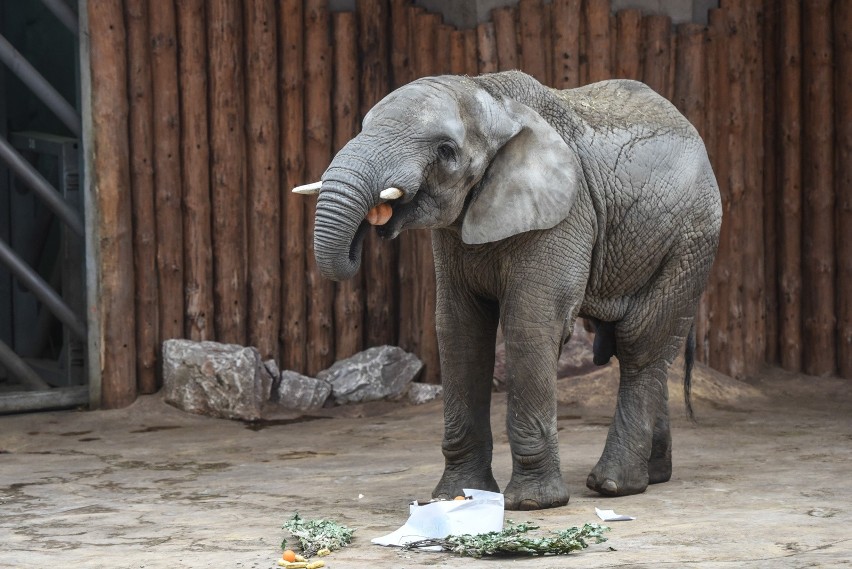 Słoń, sympatyczne zwierzę wiezione do zoo, zażywał kiedyś...