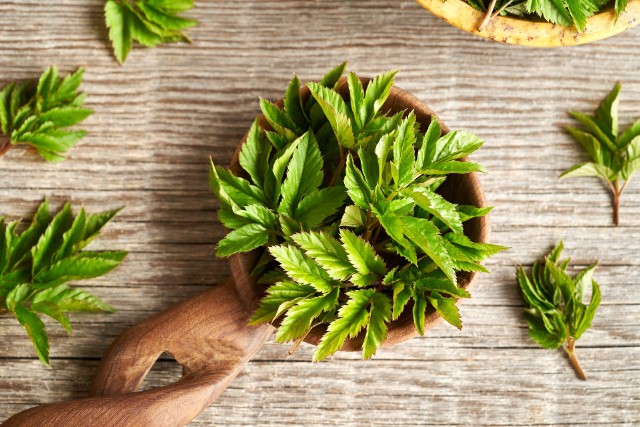 Świeże liście podagrycznika można dodać do sałatki lub koktajlu, a z suszonych przygotować napar.