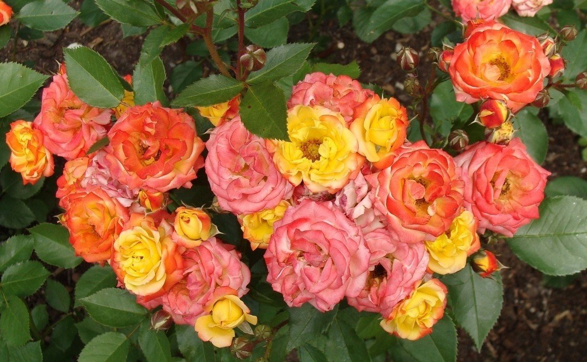 Jak sadzić, pielęgnować i kiedy przycinać róże | Gazeta Wrocławska