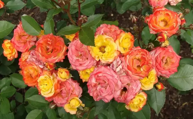 Trudno wyobrazić sobie ogród bez róż - jednak, żeby pięknie kwitły, potrzebują odpowiedniego stanowiska i pielęgnacji.