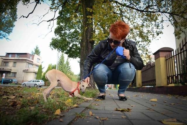 Pani Agata Grzybek ze swoją suczką Julką rasy charcik włoski. Jak kobieta powiedziała „Nowościom”, kilka dni temu myślała, że już nie pójdzie na spacer ze swoim pieskiem. Na szczęście wszystko się dobrze skończyło.