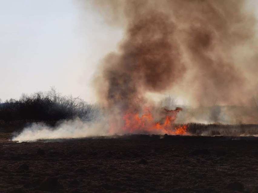 Pożar traw w regionie świętokrzyskim
