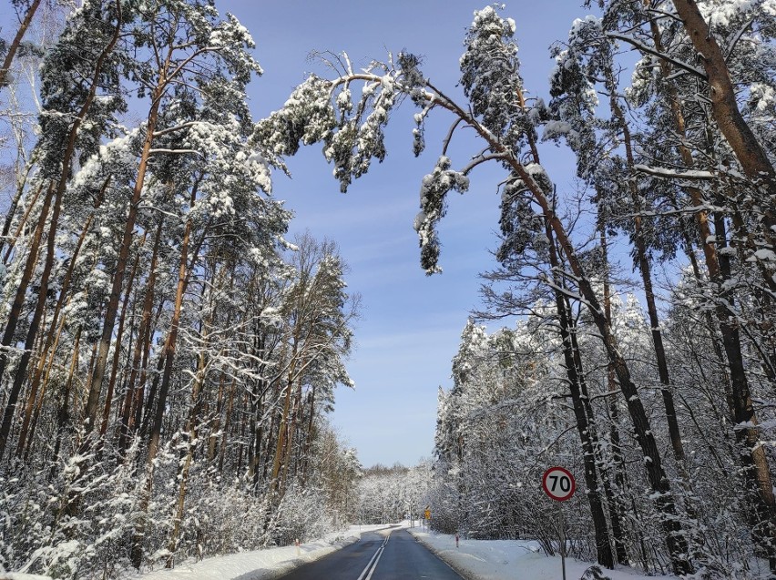 Kilkadziesiąt tysięcy drzew połamanych pod ciężarem śniegu w regionie. Straty są ogromne. Są zakazy wstępu do lasu. Zobacz zdjęcia